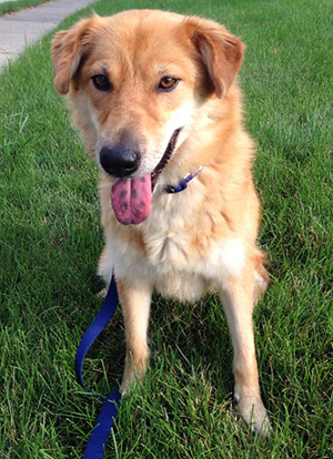 Shandy - Golden Shiba Inu